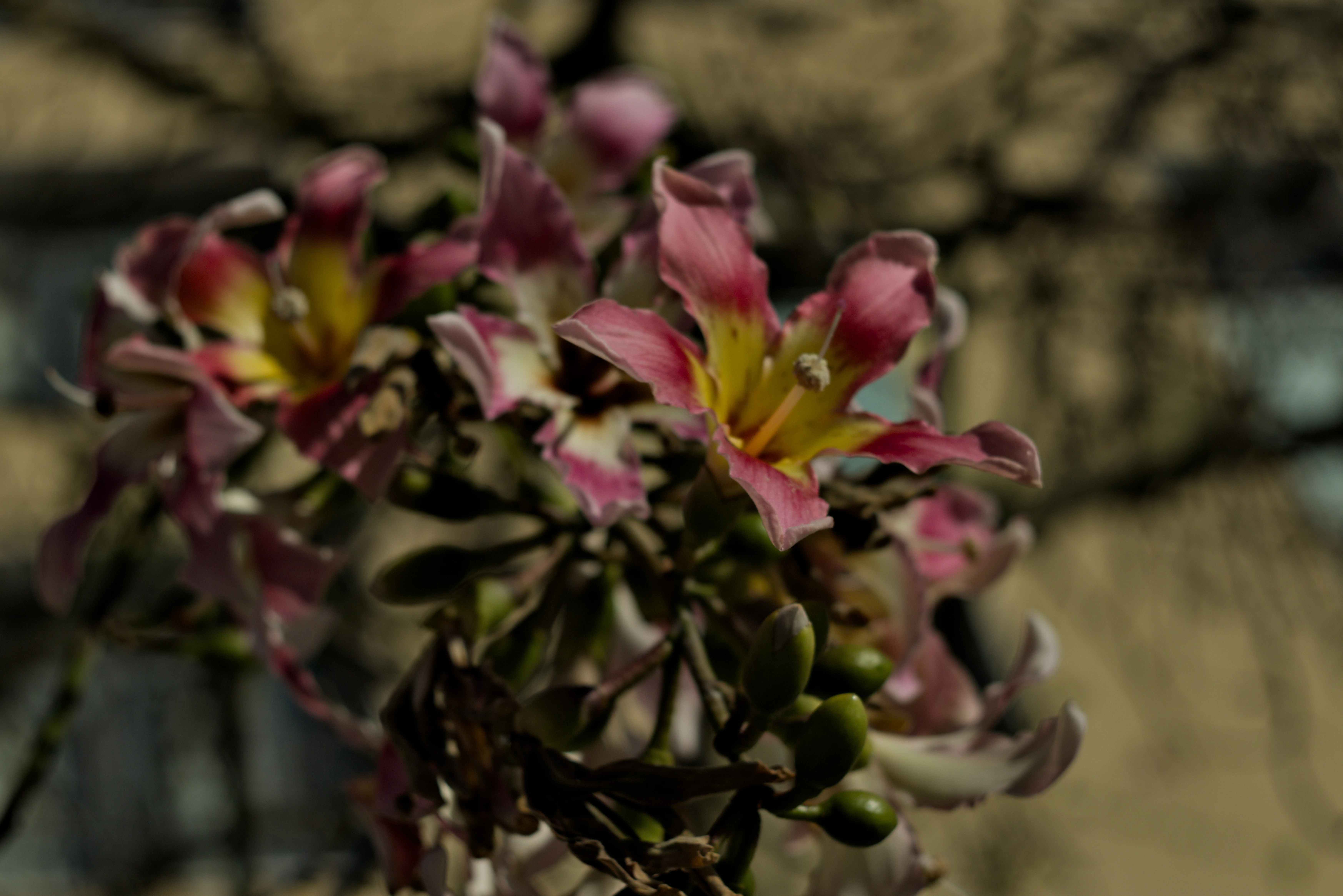 Zenith Helios-77M-4 1,850 (VOMZ) - _I4A2749.webp